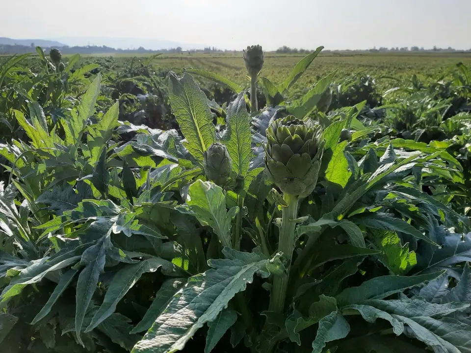 Urla enginar tarlası