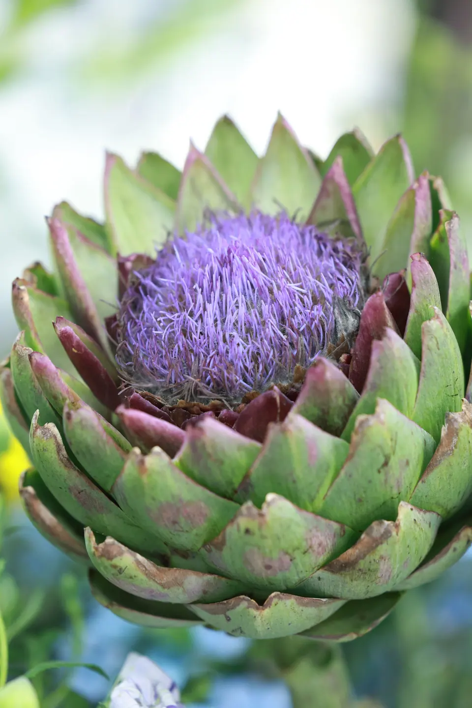 Çiçek açmış enginar: Cynara